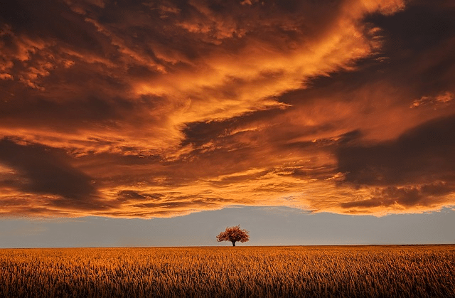 Où se déroule votre coucher de soleil ? (le soleil se couche sur un champ avec un arbre)