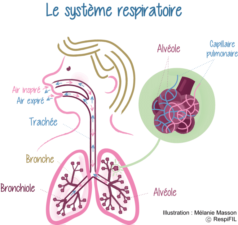 Respiration : la fonction pulmonaire par RespiFil